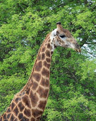 Picture of GIRAFFE II