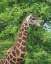 Picture of GIRAFFE II