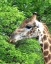 Picture of GIRAFFE III