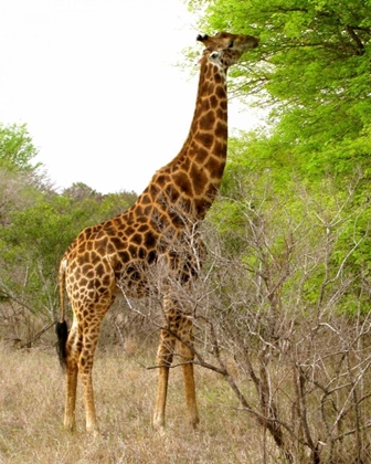 Picture of GIRAFFE WALK III