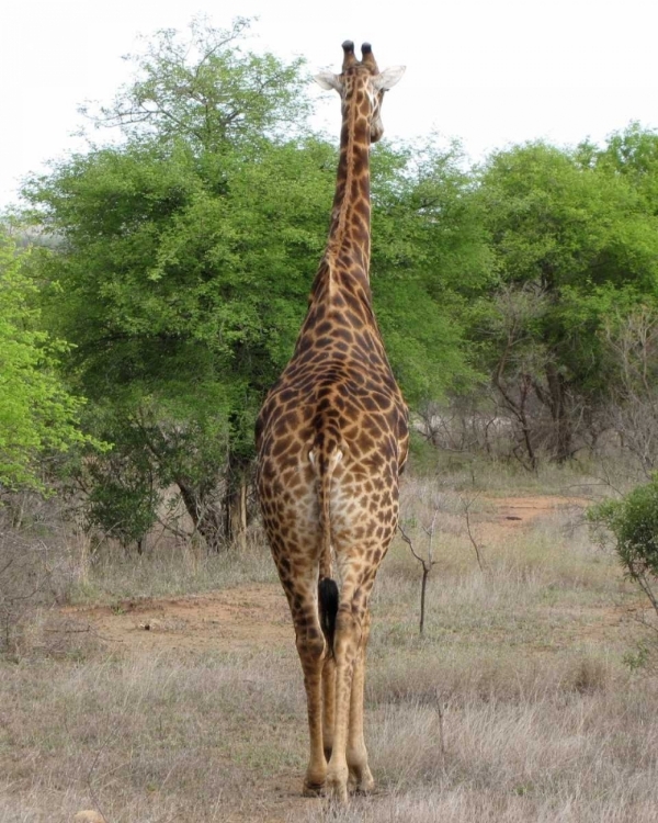 Picture of GIRAFFE WALK IV