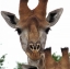 Picture of GIRAFFE PORTRAIT I