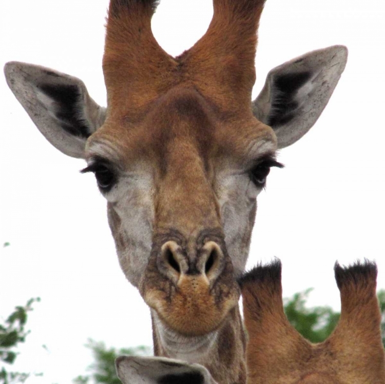 Picture of GIRAFFE PORTRAIT I