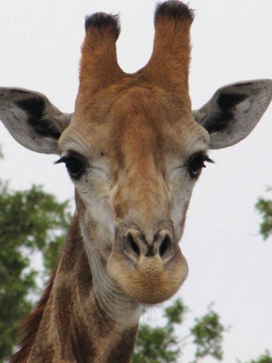 Picture of GIRAFFE PORTRAIT III