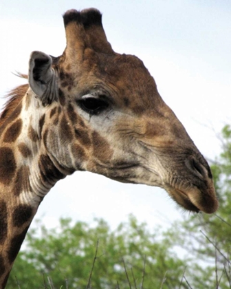 Picture of GIRAFFE PORTRAIT IV