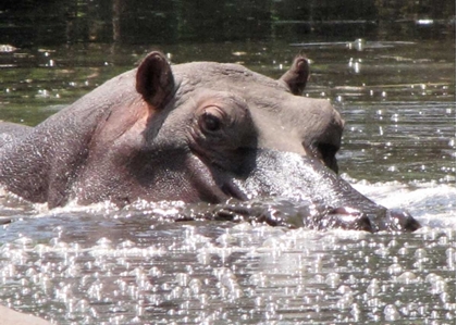 Picture of HIPPO I