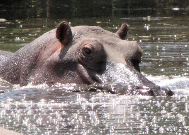 Picture of HIPPO I