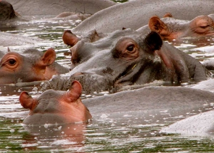 Picture of HIPPO II