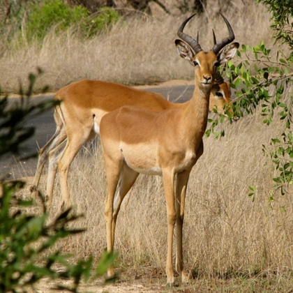 Picture of IMPALA III