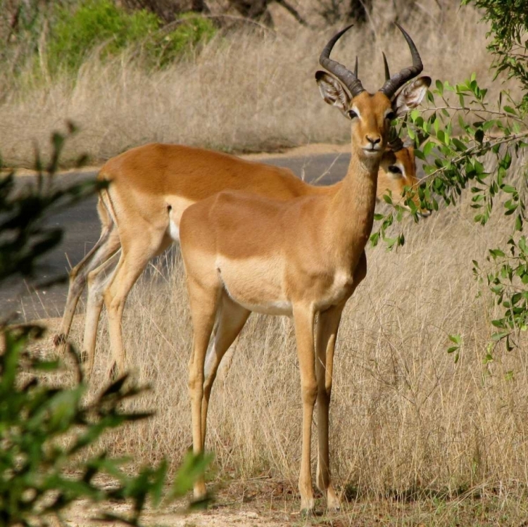 Picture of IMPALA III