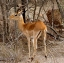 Picture of IMPALA V