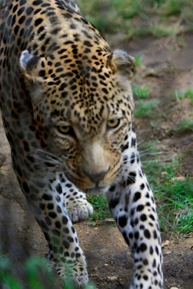Picture of LEOPARD I