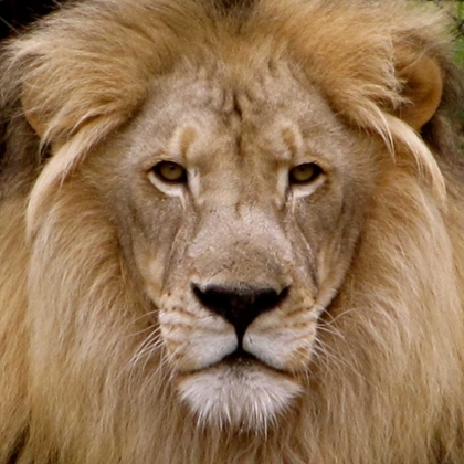 Picture of MALE LION