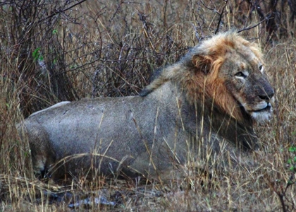 Picture of RESTING LION I