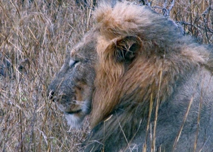 Picture of RESTING LION II