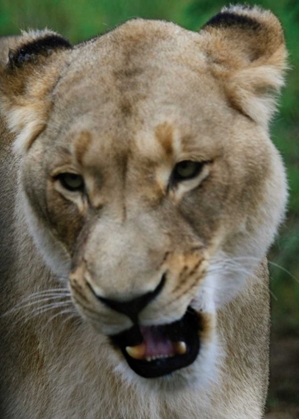 Picture of LION II