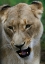 Picture of LION II
