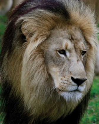 Picture of LION III