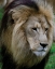 Picture of LION III