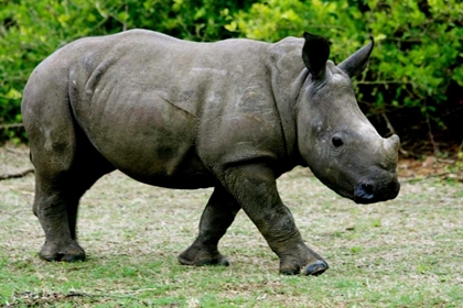 Picture of RHINO III