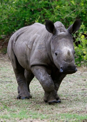 Picture of RHINO IV