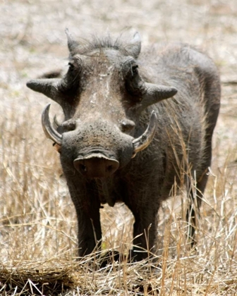 Picture of WARTHOG