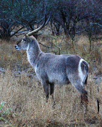 Picture of WATERBUCK I