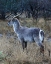 Picture of WATERBUCK I