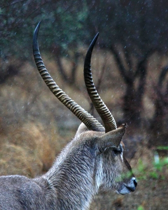 Picture of WATERBUCK II