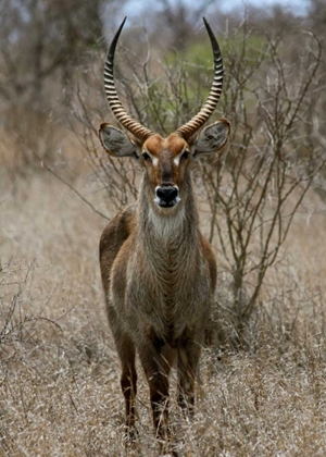 Picture of SAFARI WATERBUCK II