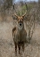 Picture of SAFARI WATERBUCK II