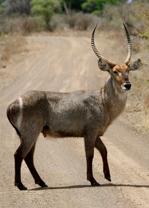 Picture of SAFARI WATERBUCK III