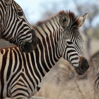 Picture of ZEBRA BABY I