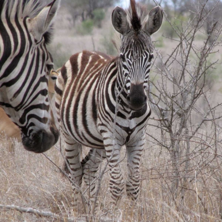 Picture of ZEBRA BABY II