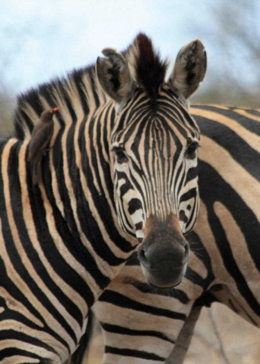 Picture of SARARI ZEBRA I