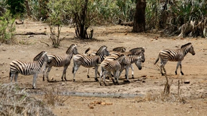 Picture of SAFARI ZEBRAS GROUP I