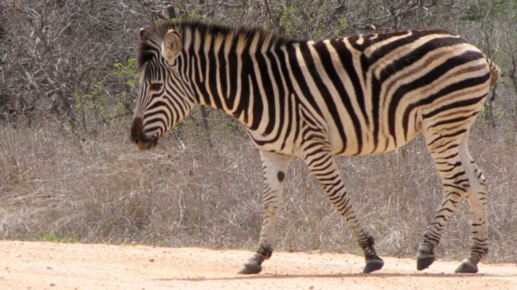 Picture of SAFARI ZEBRA II