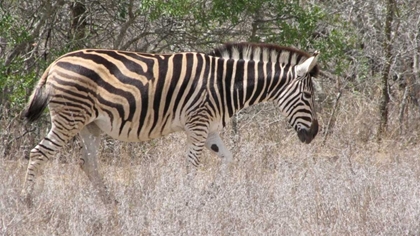 Picture of SAFARI ZEBRA III