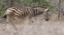 Picture of SAFARI ZEBRA III
