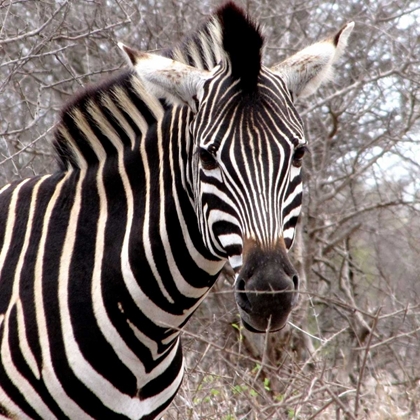 Picture of SAFARI ZEBRA IV