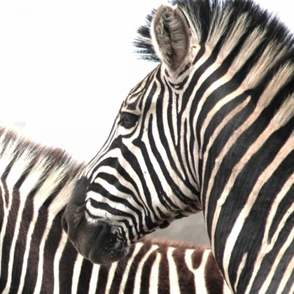 Picture of SARARI ZEBRA V