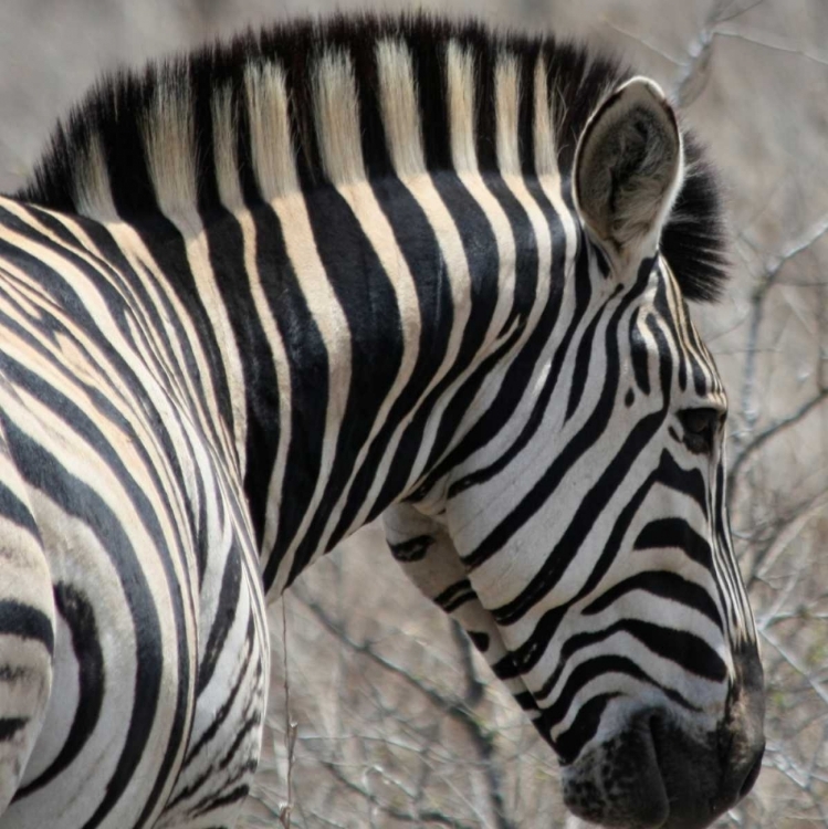 Picture of SARARI ZEBRA VI