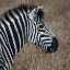 Picture of SARARI ZEBRA VII