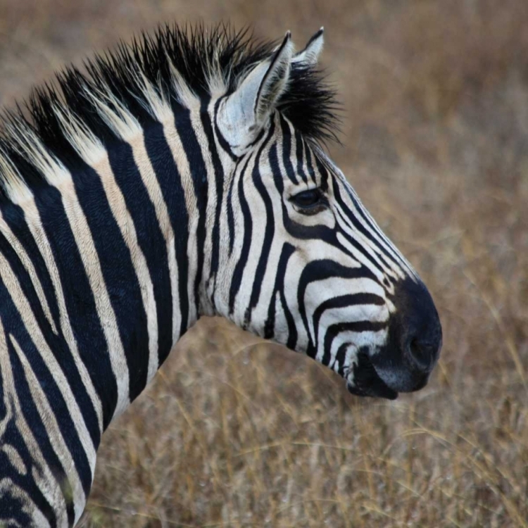 Picture of SARARI ZEBRA VII