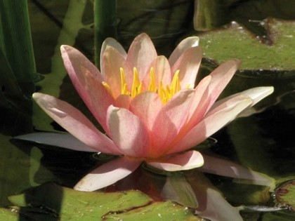 Picture of PINK WATER LILY