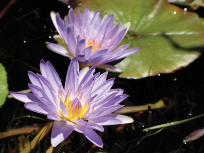 Picture of VIOLET WATER LILY I