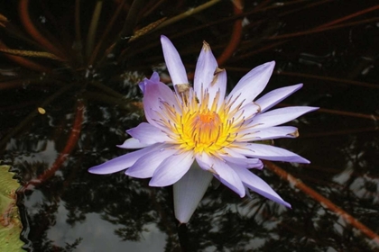 Picture of VIOLET WATER LILY II