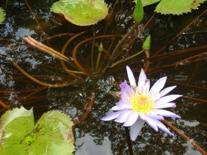 Picture of VIOLET WATER LILY III