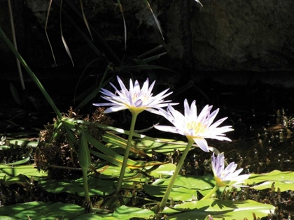 Picture of VIOLET WATER LILY IV