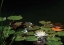 Picture of WHITE WATER LILY I